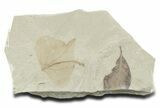 Eocene Fossil Leaf (Populus & Persea) Plate - Utah #356143-1
